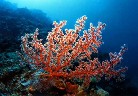 ocean coral countenance